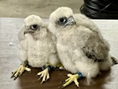 two peregrine falcon chicks on a table after they've received id bands