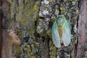 a closeup of a cicada bug on a tree trunk