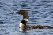 a common loon in a lake in side profile