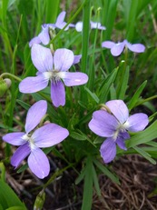 a closeup of beautiful light purple flowers in a field 