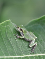 a closeup of a tree frog on a leaf