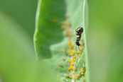 a closeup of an ant on a leaf