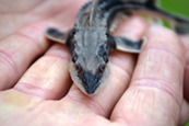 a closeup of a lake sturgeon as it faces the camera