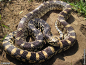 a bullsnake curled up on the ground