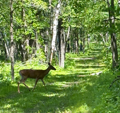 antlerless deer crossing a green trail