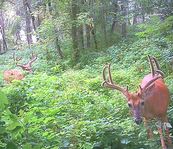 a couple big bucks on a trail camera