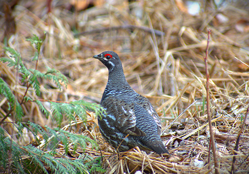 spruce grouse