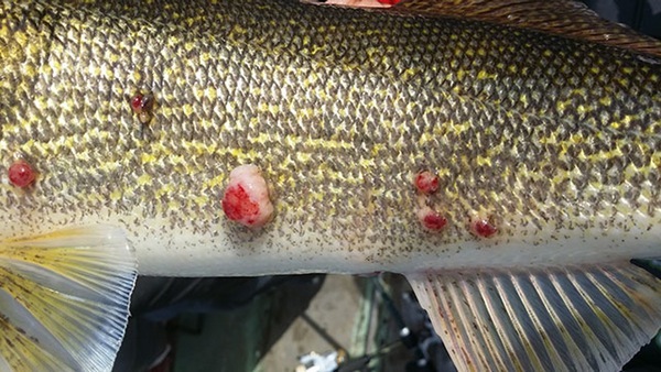 The side of a walleye with lymphocystis growths on it.