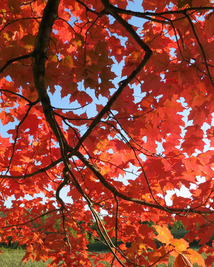 Bright red leaves glow in the sunshine. 