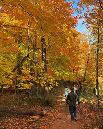 A group of people hike through an orange and yellow forest. 