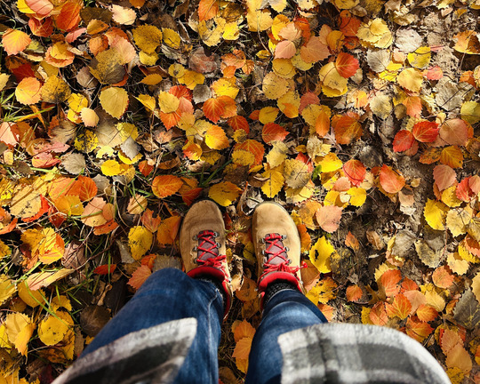 Looking down at a person's hiking boots on a forest floor of golden leaves. 