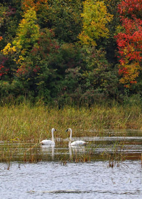 Two white swans swim through reeds in a lake surrounded by fall colored trees.