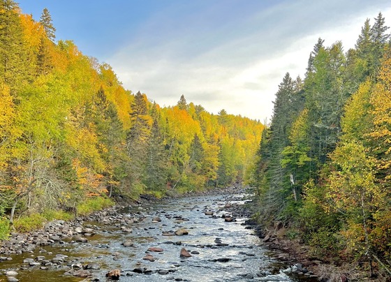 A river running through a forest