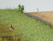 a pheasant in grass next to a gravel road