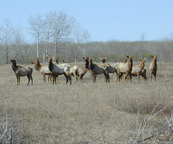 elk cows standing together in grass