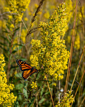 A monarch butterfly sits on a bushel of bright yellow wildflowers. 