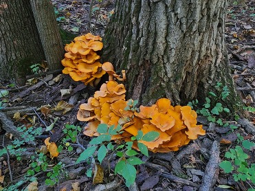 Bright orange mushrooms grow around the base of a tree in the forest. 