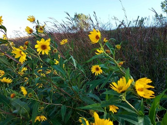 Yellow wildflowers wave in the prairie grasses. 