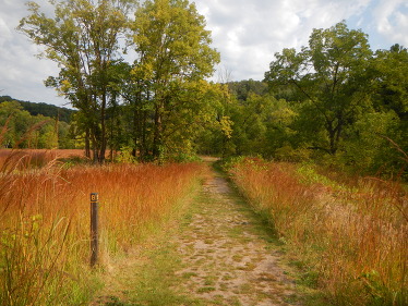 A burnt orange and red prairie path leads to a green forest. 