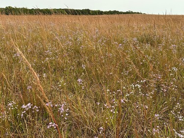 Light purple flowers dot a yellow prairie. 