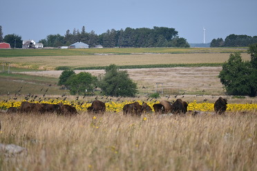 A herd of bison graze in a prairie full of bright yellow wildflowers. 