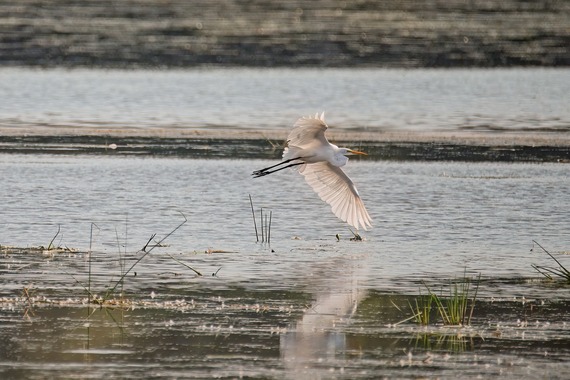 A large white crane swoops over a still lake.