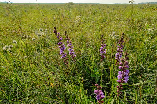 A view of Butternut Valley Prairie in late summer.