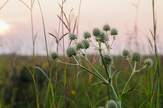 Rattlesnake master