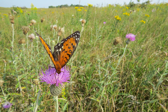 Regal Fritillary on Flodman's Thistle