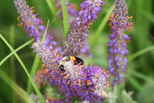 Bee and Leadplant at Kasota Prairie SNA