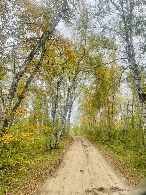 A gravel road stretches into a forest surrounded by lime green and bright yellow trees. 