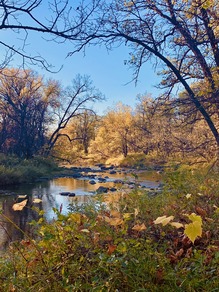 A gentle river flows through a wooded area in the fall. 