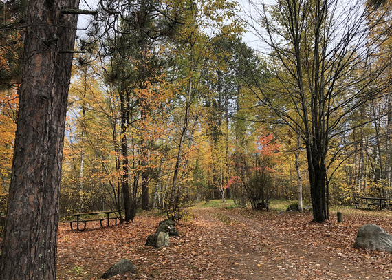 A campsite is surrounded by vibrant yellows, golds and reds from trees exploding into fall. 