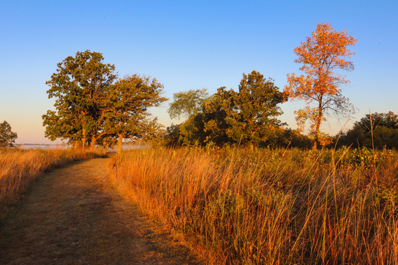 A mowed prairie path is golden with tall grass leading to oak trees. 