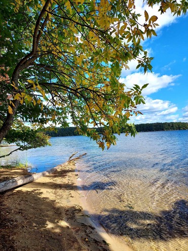 Yellow and lime green leave frame a view to a sandy point of a calm lake. 