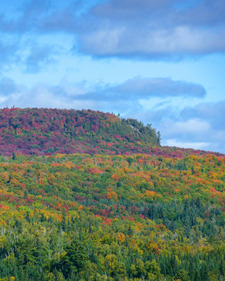 Looking up a hill, the trees are only red and gold at the peak of the hill. 