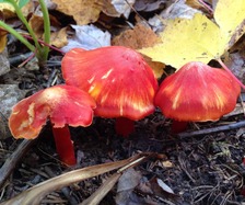 Bright red mushrooms on the forest floor. 