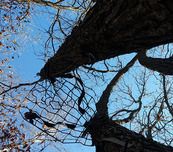 hang-on treestand seen in a tree from below