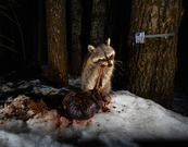 a gnarly photo of a raccoon yanking material off a gut pile