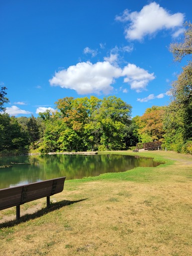 A teal swimming pond is surrounded by big oak trees just starting to turn orange in fall. 