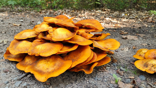 A group of bright orange mushrooms. 