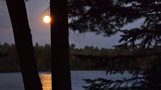 A large bright moon rises over a still lake and pine trees. 