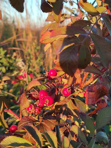 Bright red berries emerge from maroon leaves. 