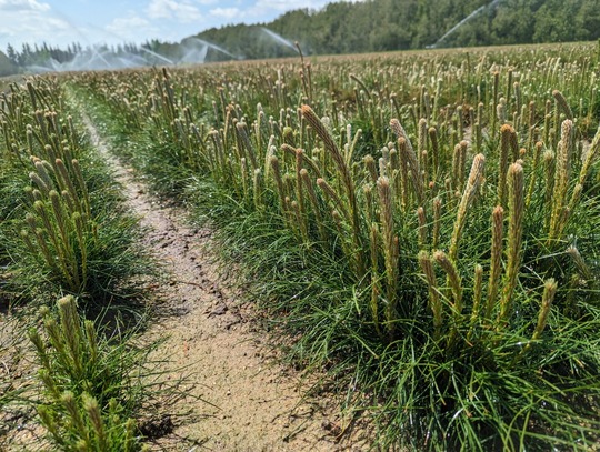 white pine being watered at nursery