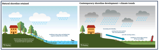 Natural shoreline retained example with good water quality on left versus poor water quality due to loss of vegetation and more rain