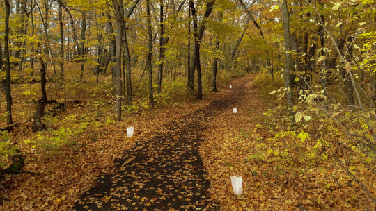 A paved path lined with candles leads into a dark forest. 