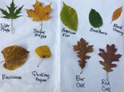 A sheet of paper has leaves laid out on it with the name of the tree species written underneath. 