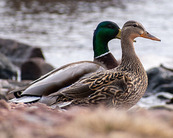 male and female mallard ducks on shoreline