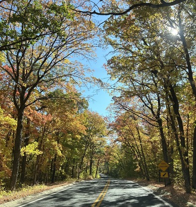 A road winds through a bright red, orange, and yellow forest. 