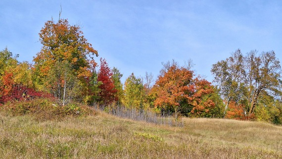 A rolling prairie leads to trees colored with reds, orange, and green leaves. 